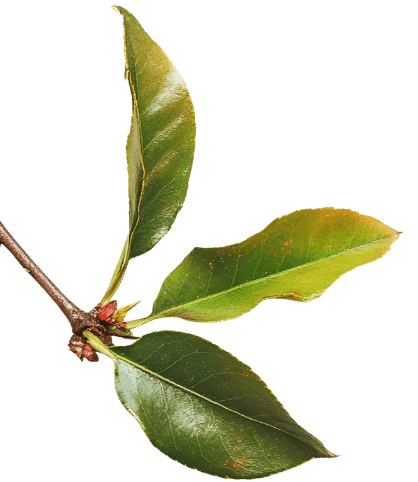 Decorative leaf